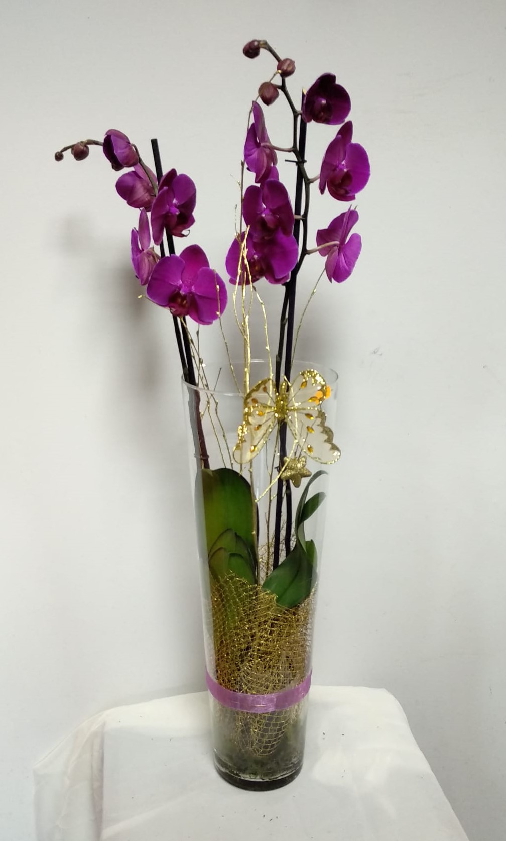 Planta orquídea